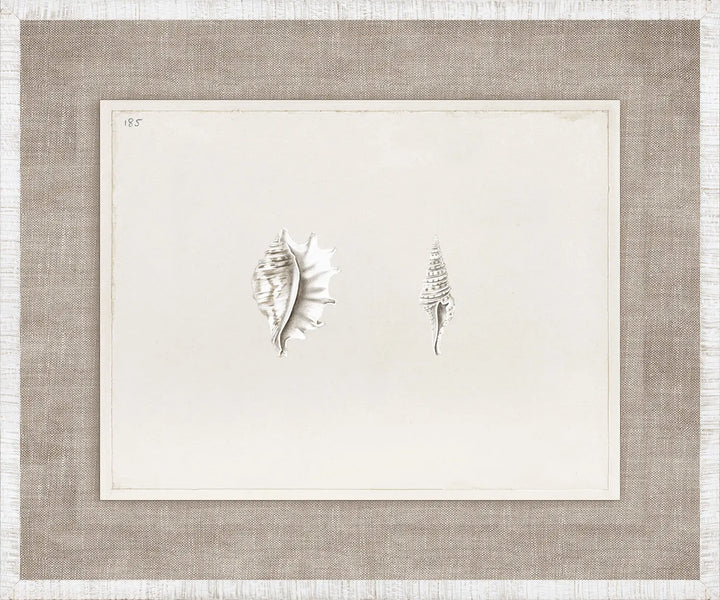 Anna’s Shells – V