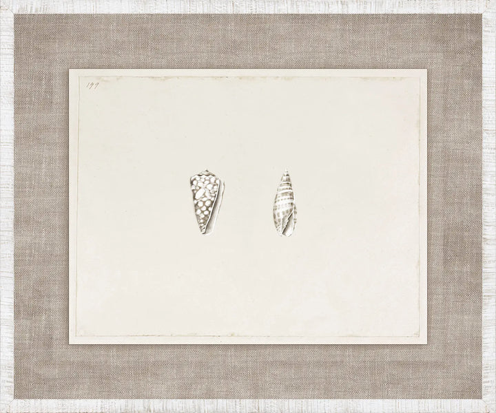 Anna’s Shells – VII
