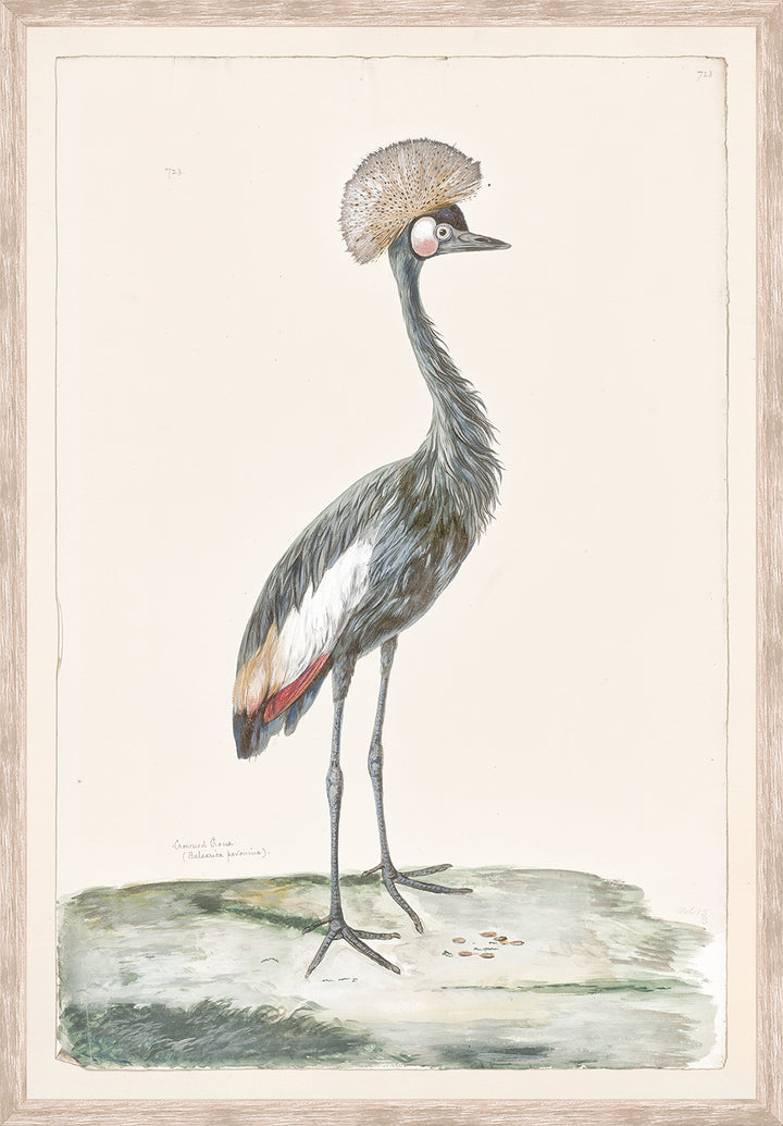 T. White – Crowned Crane C. 1720