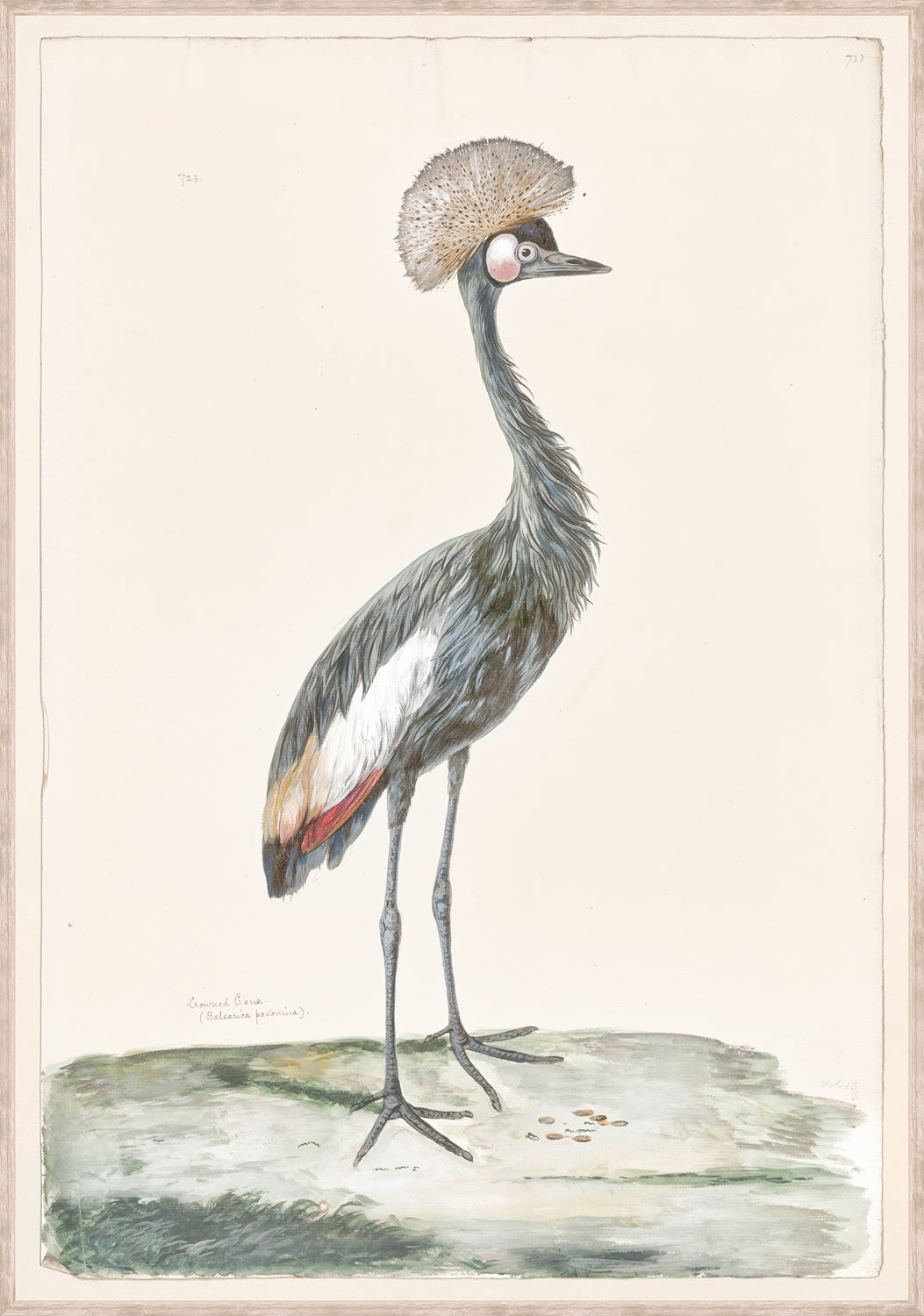 T. White – Crowned Crane C. 1720