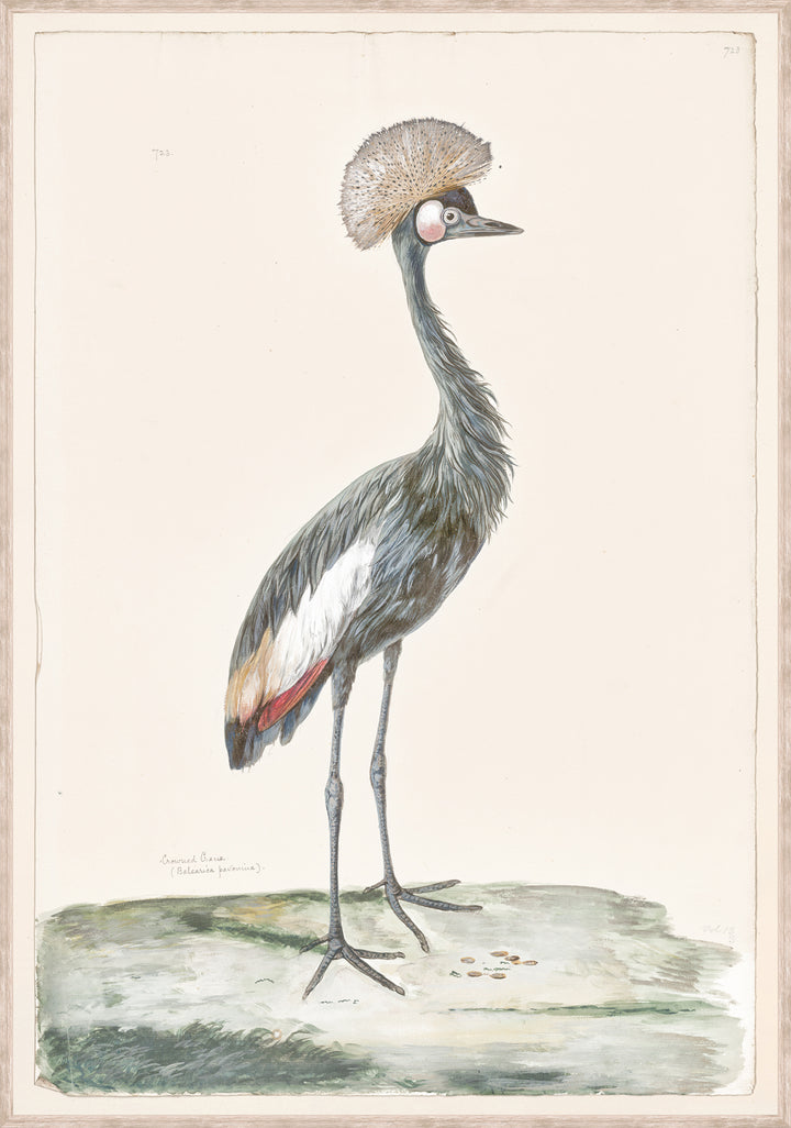 T. White – Crowned Crane C. 1720