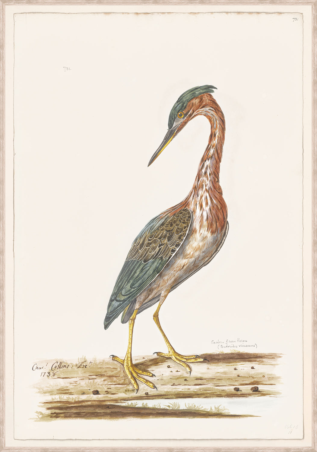 T. White – Eastern Green Heron C. 1720