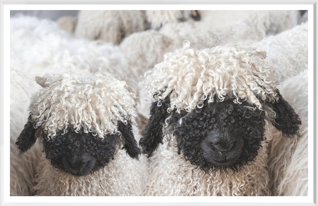 Valais Blacknose Sheep – The Guest House