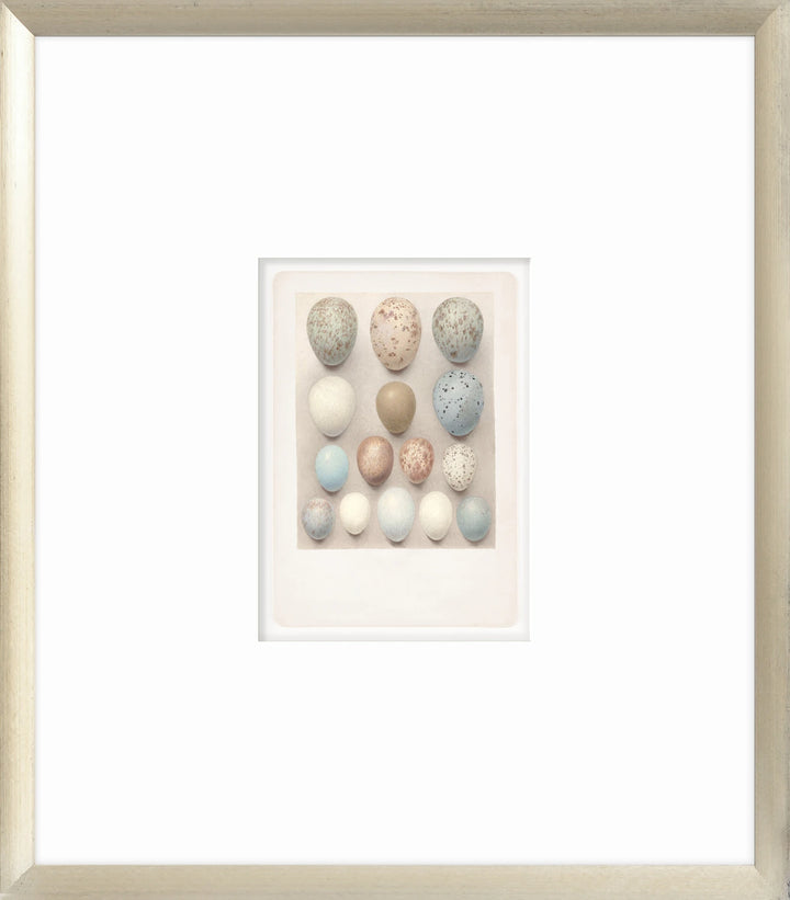 British Bird Eggs IV C. 1924