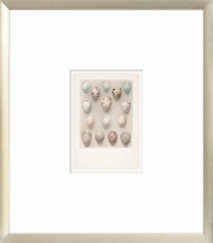 British Bird Eggs V C. 1924